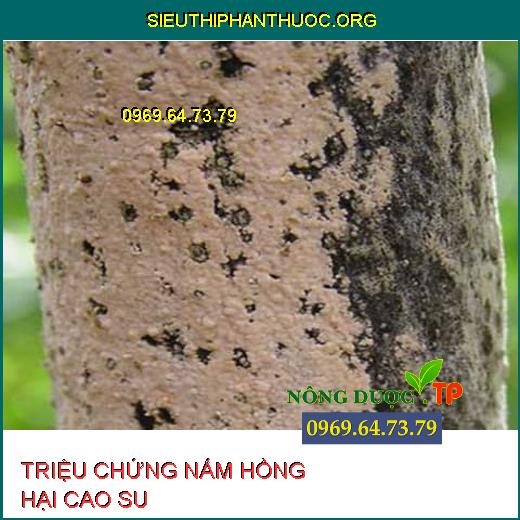 NẤM HỒNG HẠI CAO SU