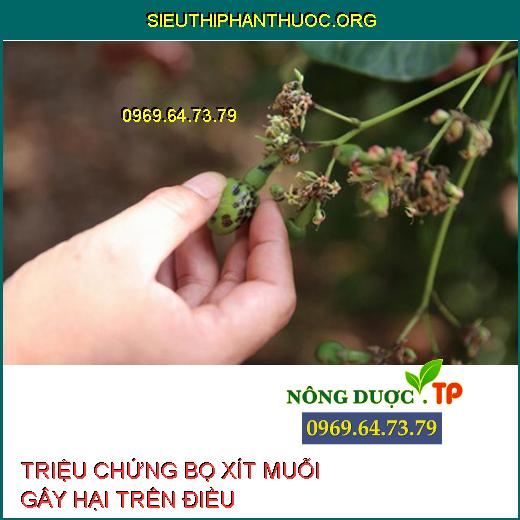 BỌ XÍT MUÔI HẠI ĐIỀU