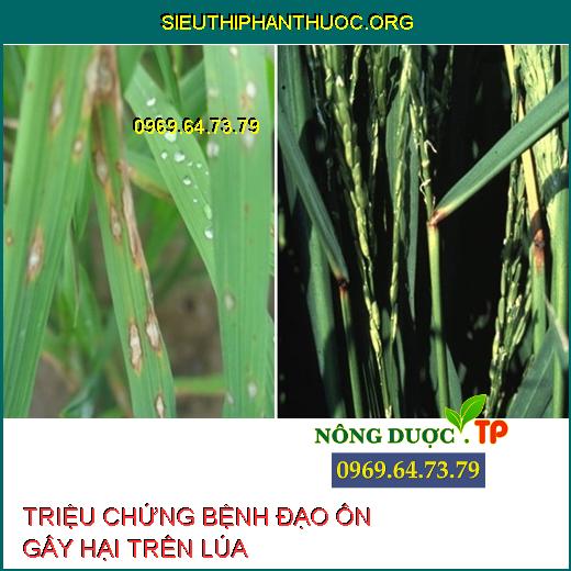 BỆNH ĐẠO ÔN