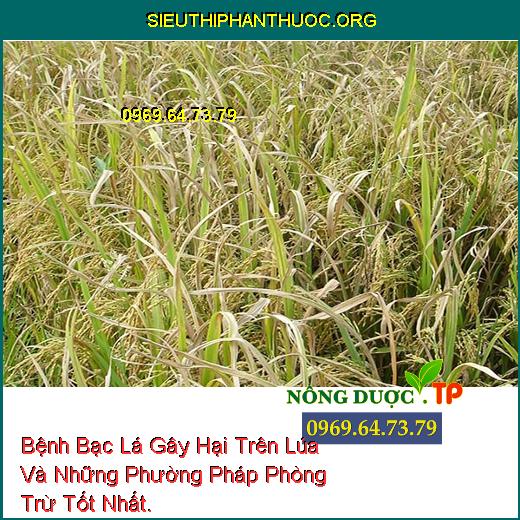 Bệnh Bạc Lá Gây Hại Trên Lúa Và Những Phường Pháp Phòng Trừ Tốt Nhất.