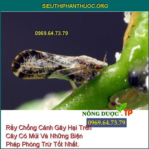 Rầy Chổng Cánh Gây Hại Trên Cây Có Múi Và Những Biện Pháp Phòng Trừ Tốt Nhất.