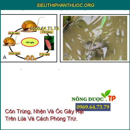 Côn Trùng, Nhện Và Ốc Gây Hại Trên Lúa Và Cách Phòng Trừ.