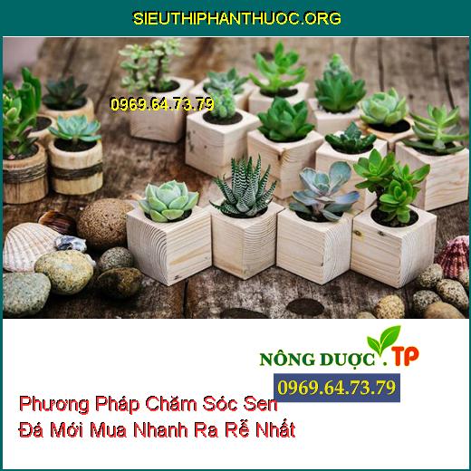 Phương Pháp Chăm Sóc Sen Đá Mới Mua Nhanh Ra Rễ Nhất