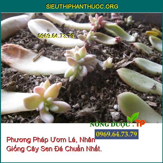 Phương Pháp Ươm Lá, Nhân Giống Cây Sen Đá Chuẩn Nhất.