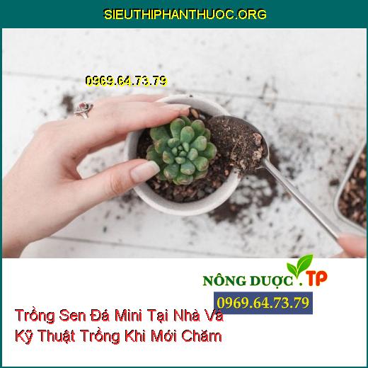 Trồng Sen Đá Mini Tại Nhà Và Kỹ Thuật Trồng Khi Mới Chăm