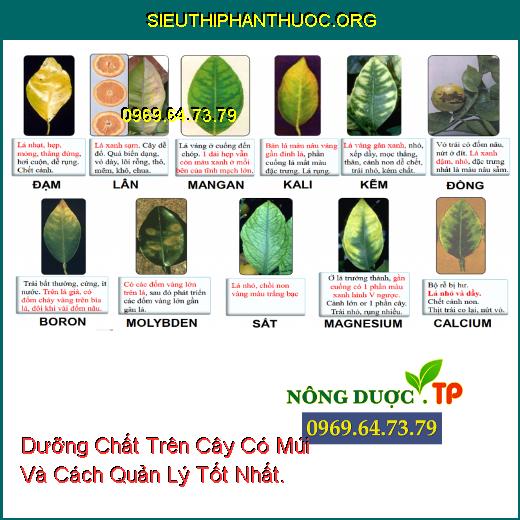 Hình 9: Dấu hiệu thiếu Calcium trên lá cây có múi.