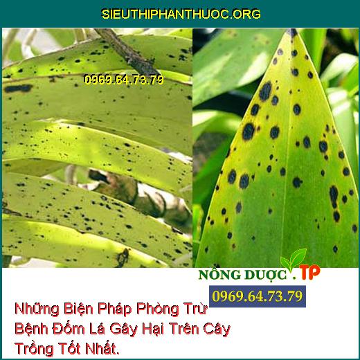 Những Biện Pháp Phòng Trừ Bệnh Đốm Lá Gây Hại Trên Cây Trồng Tốt Nhất.