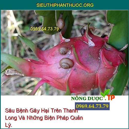 Sâu Bệnh Gây Hại Trên Thanh Long Và Những Biện Pháp Quản Lý.