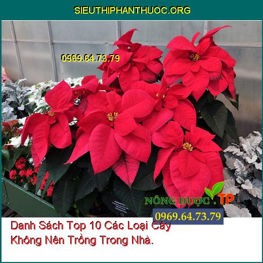 Danh Sách Top 10 Các Loại Cây Không Nên Trồng Trong Nhà.