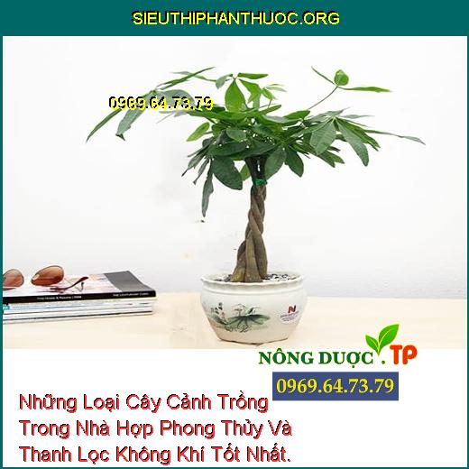 Những Loại Cây Cảnh Trồng Trong Nhà Hợp Phong Thủy Và Thanh Lọc Không Khí Tốt Nhất.