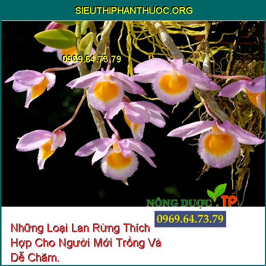 Những Loại Lan Rừng Thích Hợp Cho Người Mới Trồng Và Dễ Chăm.