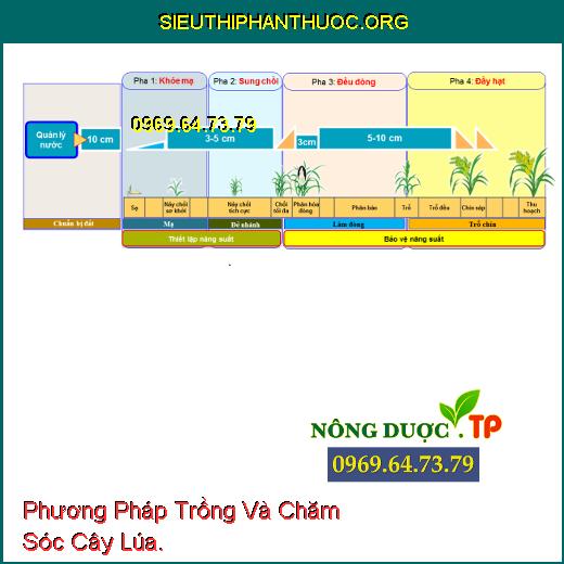 Phương Pháp Trồng Và Chăm Sóc Cây Lúa.