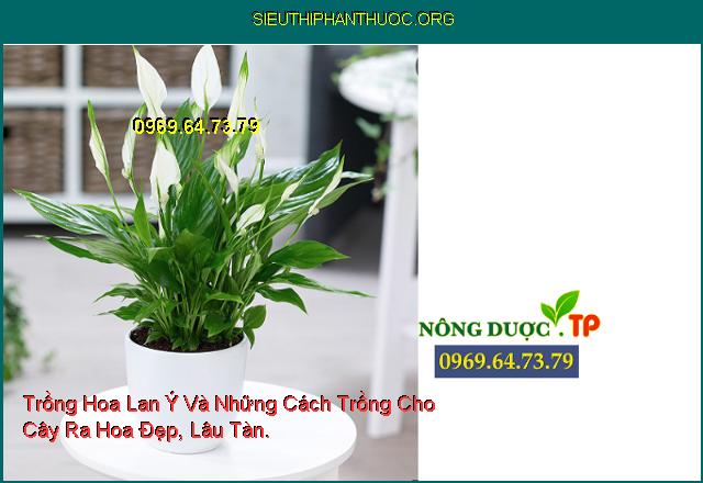 Trồng Hoa Lan Ý Và Những Cách Trồng Cho Cây Ra Hoa Đẹp, Lâu Tàn.