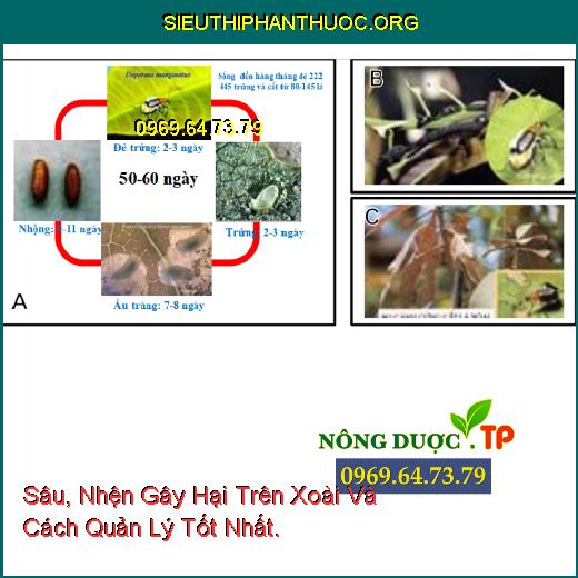 Sâu, Nhện Gây Hại Trên Xoài Và Cách Quản Lý Tốt Nhất.