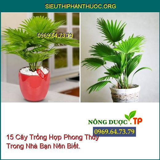 15 Cây Trồng Hợp Phong Thủy Trong Nhà Bạn Nên Biết.