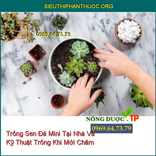 Trồng Sen Đá Mini Tại Nhà Và Kỹ Thuật Trồng Khi Mới Chăm