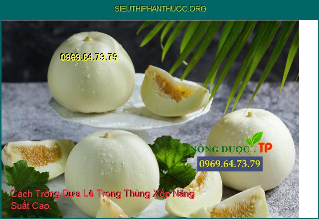 Cách Trồng Dưa Lê Trong Thùng Xốp Năng Suất Cao.