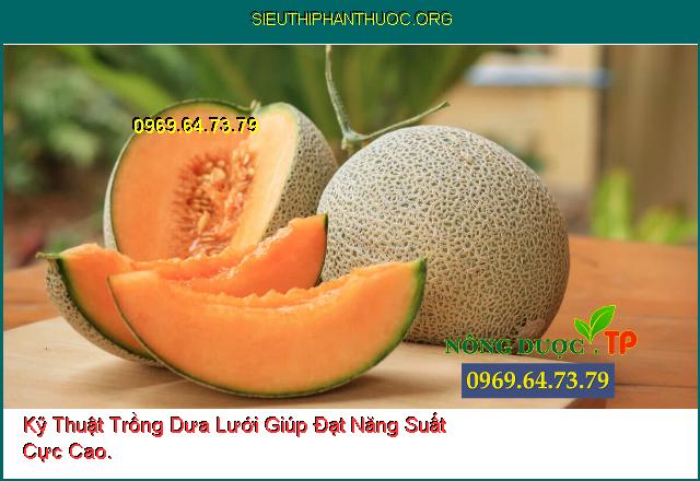 Kỹ Thuật Trồng Dưa Lưới Giúp Đạt Năng Suất Cực Cao.