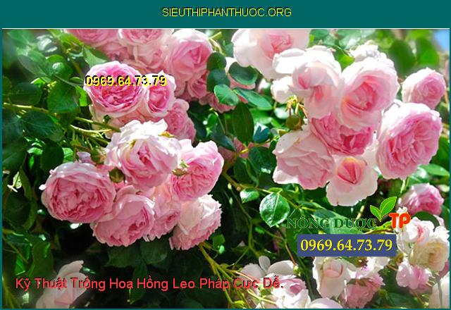 Kỹ Thuật Trồng Hoa Hồng Leo Pháp Cực Dễ.