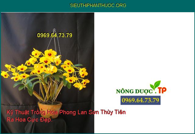 Kỹ Thuật Trồng Hoa Phong Lan Sơn Thủy Tiên Ra Hoa Cực Đẹp.