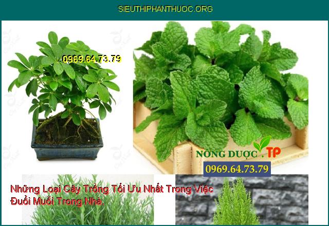 Những Loại Cây Trồng Tối Ưu Nhất Trong Việc Đuổi Muỗi Trong Nhà.