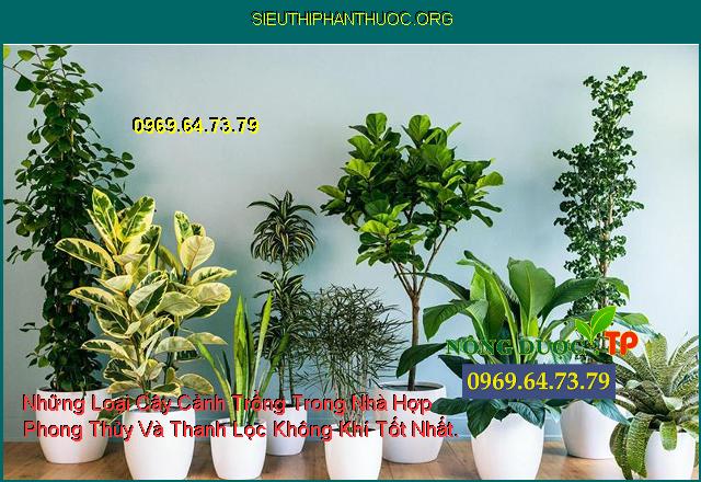 Những Loại Cây Cảnh Trồng Trong Nhà Hợp Phong Thủy Và Thanh Lọc Không Khí Tốt Nhất.