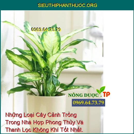 Những Loại Cây Cảnh Trồng Trong Nhà Hợp Phong Thủy Và Thanh Lọc Không Khí Tốt Nhất.