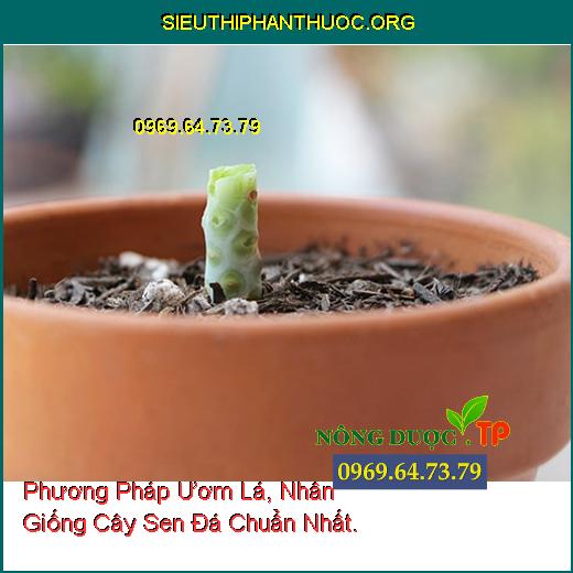 Phương Pháp Ươm Lá, Nhân Giống Cây Sen Đá Chuẩn Nhất.