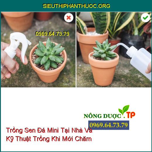 Trồng Sen Đá Mini Tại Nhà Và Kỹ Thuật Trồng Khi Mới Chăm