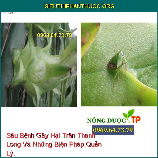 Sâu Bệnh Gây Hại Trên Thanh Long Và Những Biện Pháp Quản Lý.