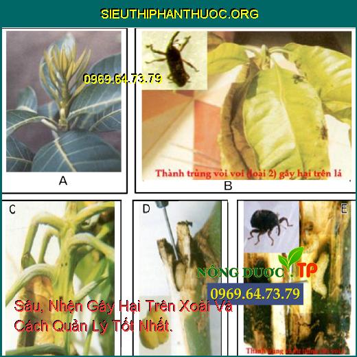 Sâu, Nhện Gây Hại Trên Xoài Và Cách Quản Lý Tốt Nhất.