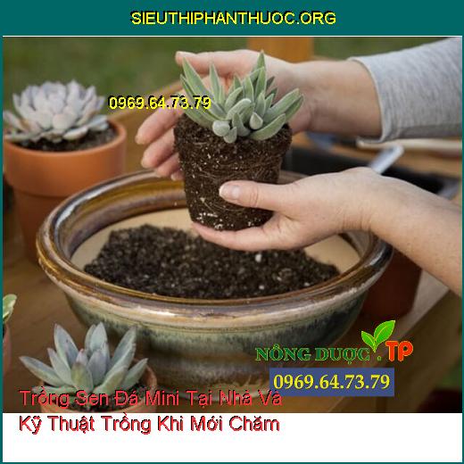 Trồng Sen Đá Mini Tại Nhà Và Kỹ Thuật Trồng Khi Mới Chăm