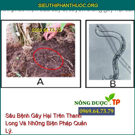 Sâu Bệnh Gây Hại Trên Thanh Long Và Những Biện Pháp Quản Lý.