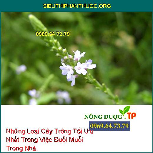 Những Loại Cây Trồng Tối Ưu Nhất Trong Việc Đuổi Muỗi Trong Nhà.