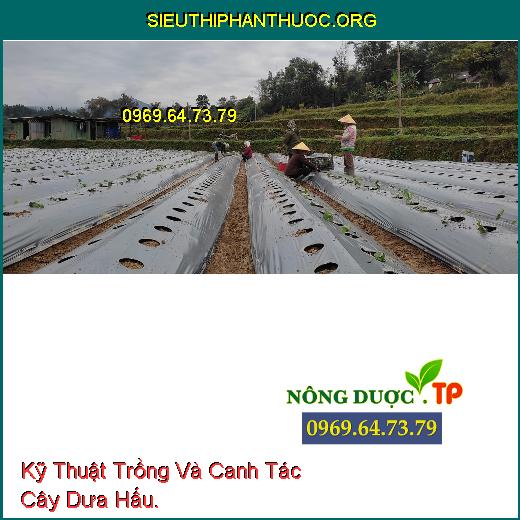 Kỹ Thuật Trồng Và Canh Tác Cây Dưa Hấu.