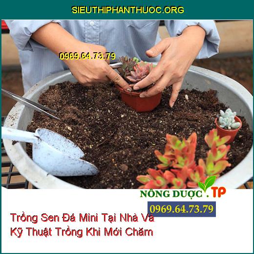 Trồng Sen Đá Mini Tại Nhà Và Kỹ Thuật Trồng Khi Mới Chăm