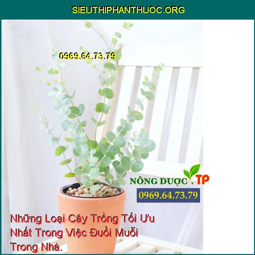 Những Loại Cây Trồng Tối Ưu Nhất Trong Việc Đuổi Muỗi Trong Nhà.