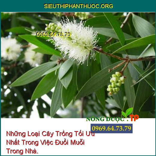 Những Loại Cây Trồng Tối Ưu Nhất Trong Việc Đuổi Muỗi Trong Nhà.