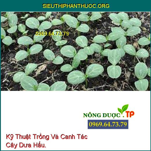 Kỹ Thuật Trồng Và Canh Tác Cây Dưa Hấu.