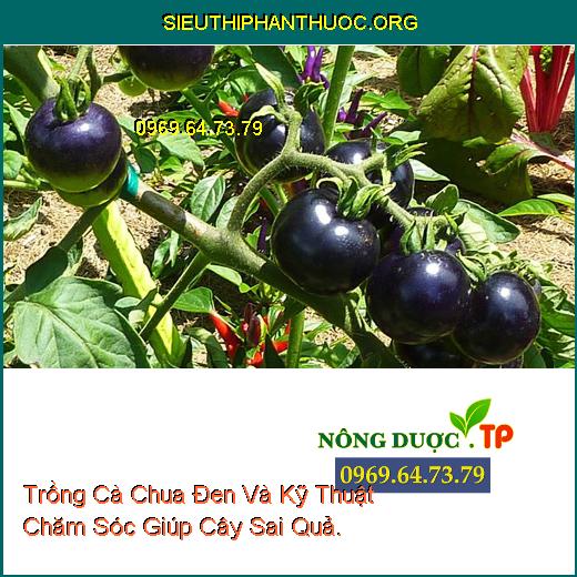 Trồng Cà Chua Đen Và Kỹ Thuật Chăm Sóc Giúp Cây Sai Quả.