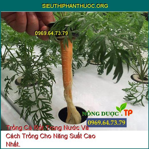 Trồng Cà Rốt Trong Nước Và Cách Trồng Cho Năng Suất Cao Nhất.