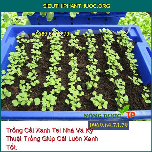 Trồng Cải Xanh Tại Nhà Và Kỹ Thuật Trồng Giúp Cải Luôn Xanh Tốt.