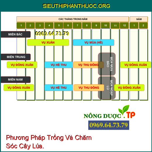 Phương Pháp Trồng Và Chăm Sóc Cây Lúa.