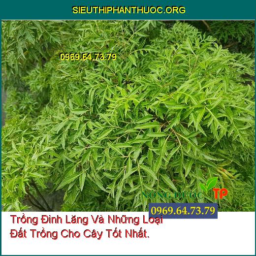 Trồng Đinh Lăng Và Những Loại Đất Trồng Cho Cây Tốt Nhất.