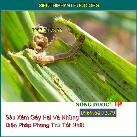 Sâu Xám Gây Hại Và Những Biện Pháp Phòng Trừ Tốt Nhất.