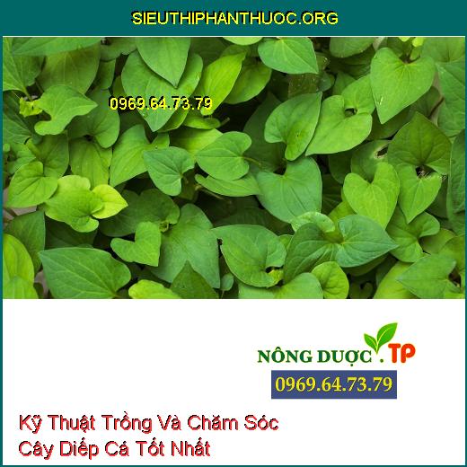 Kỹ Thuật Trồng Và Chăm Sóc Cây Diếp Cá Tốt Nhất