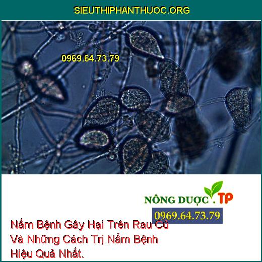 Nấm Bệnh Gây Hại Trên Rau Củ Và Những Cách Trị Nấm Bệnh Hiệu Quả Nhất.