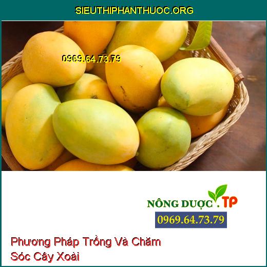 Phương Pháp Trồng Và Chăm Sóc Cây Xoài