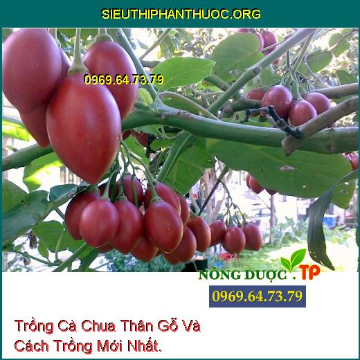 Trồng Cà Chua Thân Gỗ Và Cách Trồng Mới Nhất.