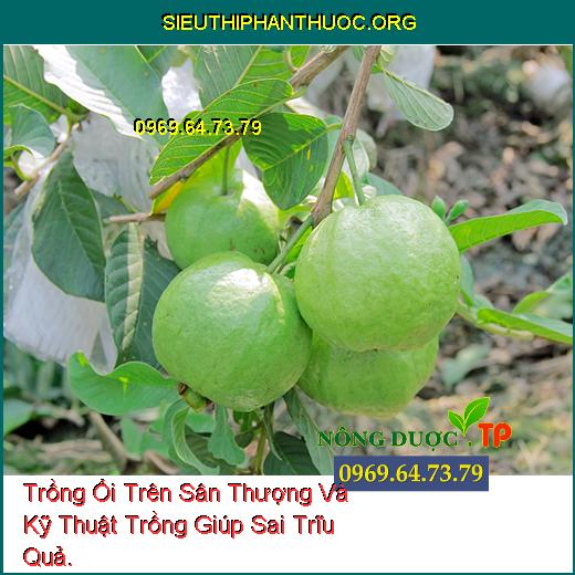 Trồng Ổi Trên Sân Thượng Và Kỹ Thuật Trồng Giúp Sai Trĩu Quả.